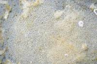 Celleporella hyalina image