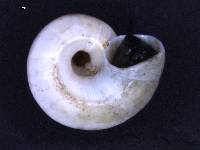Probythinella emarginata image