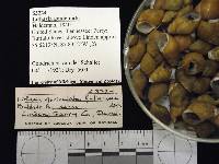 Lithasia geniculata image