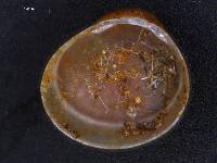 Pisidium rotundatum image