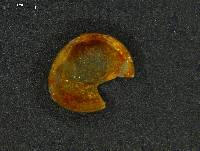 Pisidium fallax image