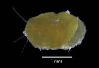 Image of Pseudamphithoides incurvaria