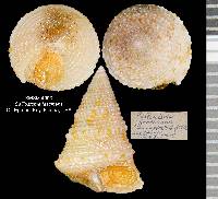 Calliostoma fascinans image