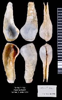 Sphenia fragilis image