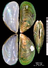 Perna viridis image