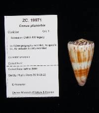 Conus planorbis image