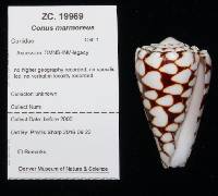 Conus marmoreus image