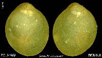 Crenella decussata image