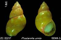 Phasianella solida image