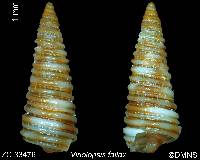 Viriolopsis fallax image