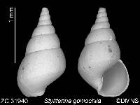 Styliferina goniochila image