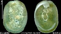 Smaragdinella calyculata image