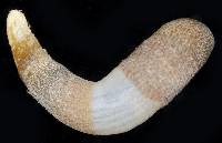 Lithacrosiphon cristatus image
