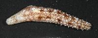 Holothuria lineata image
