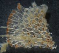 Dendrobeania lichenoides image