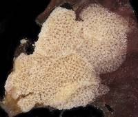 Celleporella hyalina image