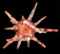 Eucidaris metularia image