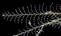 Plumularia lagenifera image
