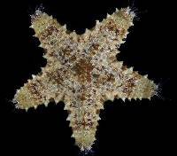 Asteropsis carinifera image