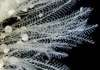 Plumularia lagenifera image