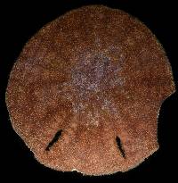 Echinodiscus bisperforatus image