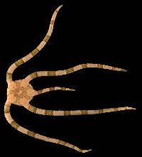 Ophiarachnella gorgonia image