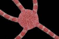 Ophioderma rubicundum image