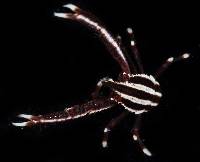 Allogalathea elegans image