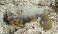 Conus marmoreus image