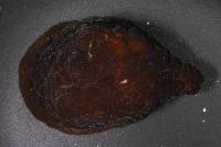 Coriocella nigra image