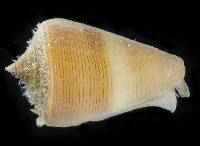 Conus quercinus image