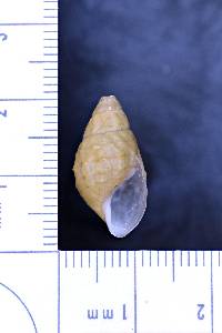 Lithasia verrucosa image