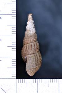 Melanoides tuberculata image