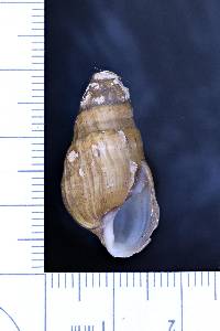 Lithasia verrucosa image