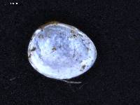 Pisidium punctatum image