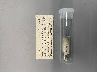Pomatiopsis cincinnatiensis image