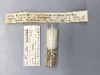 Triodopsis vulgata image