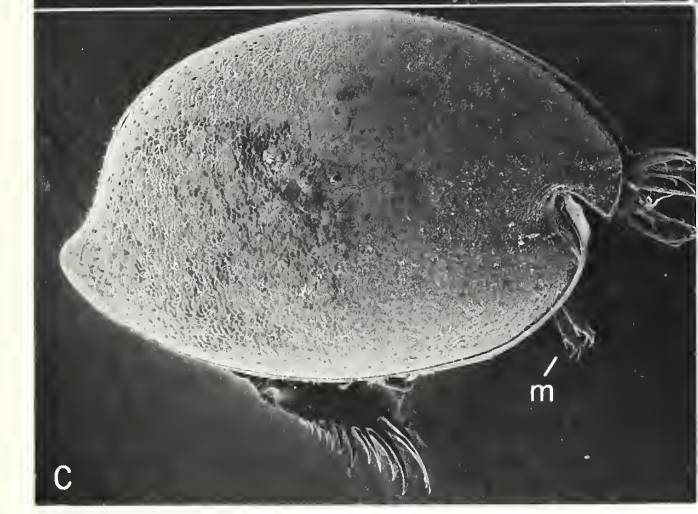 Cypridinidae image