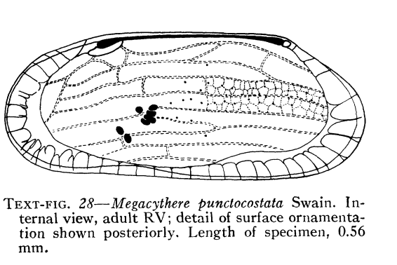 Megacythere punctocostata image