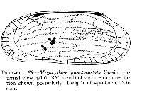 Image of Megacythere punctocostata